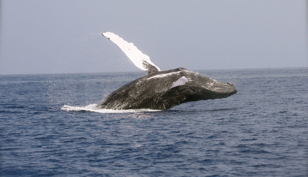 Walvis
