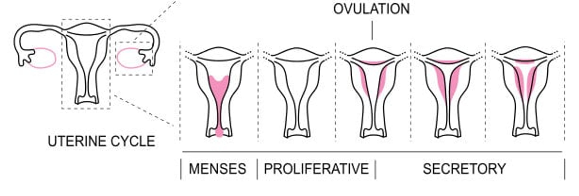 MenstrualCycle2_en