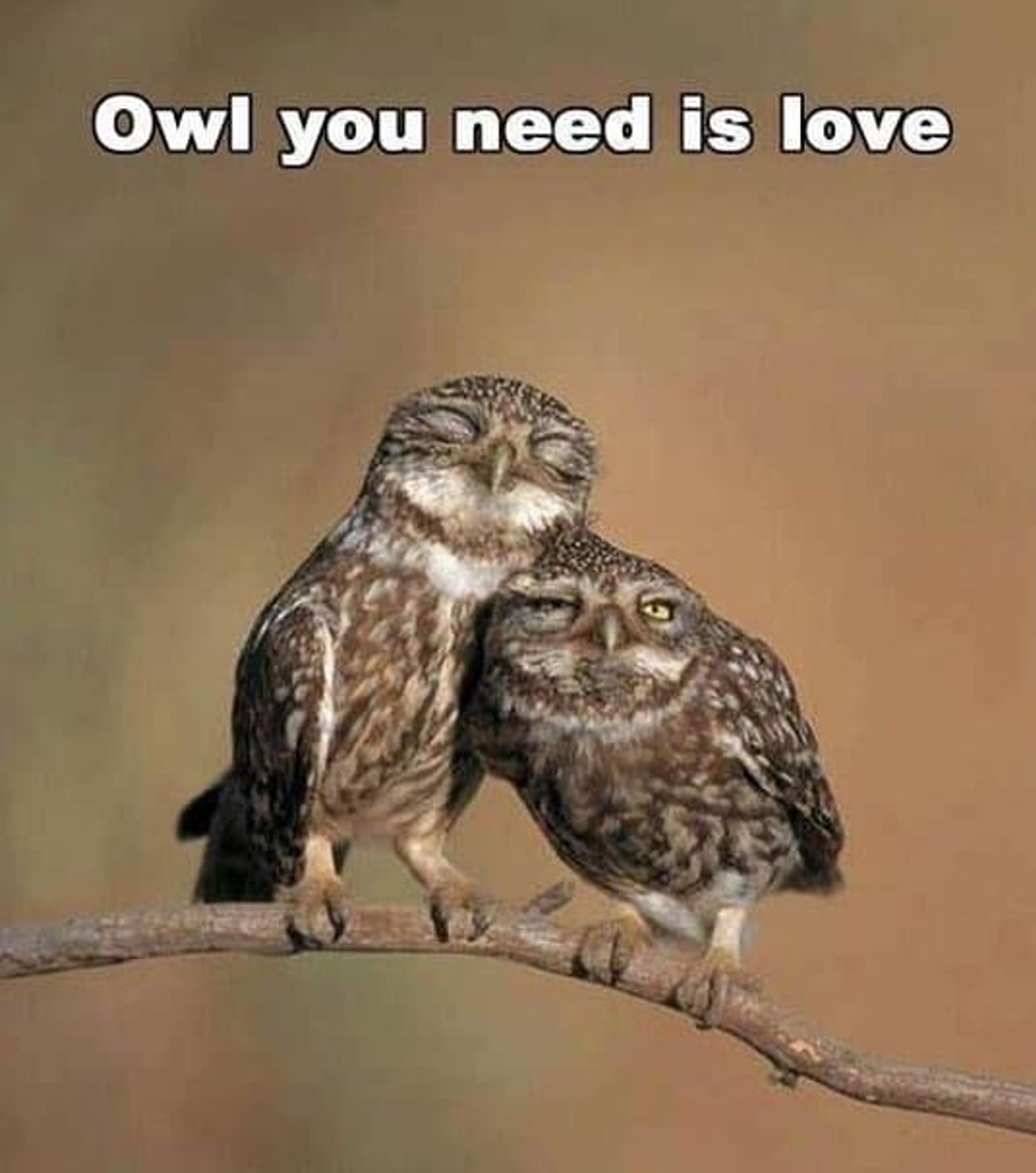 owl-you-need-is-love-cute-memes