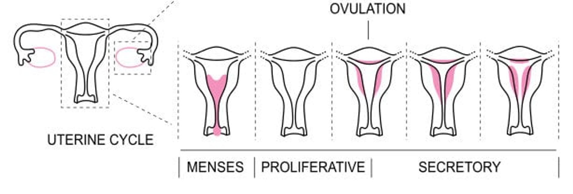MenstrualCycle2_en