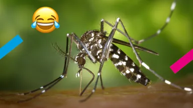 5x de grappigste TikToks over muggen 🦟