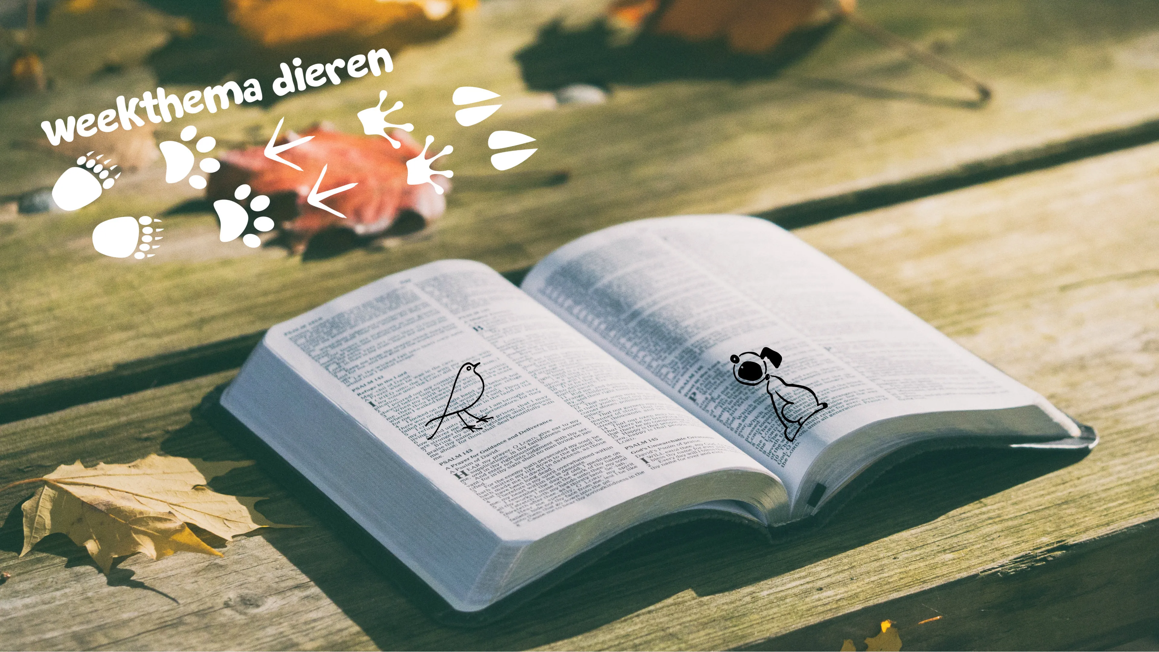 Uitgelichte afbeelding