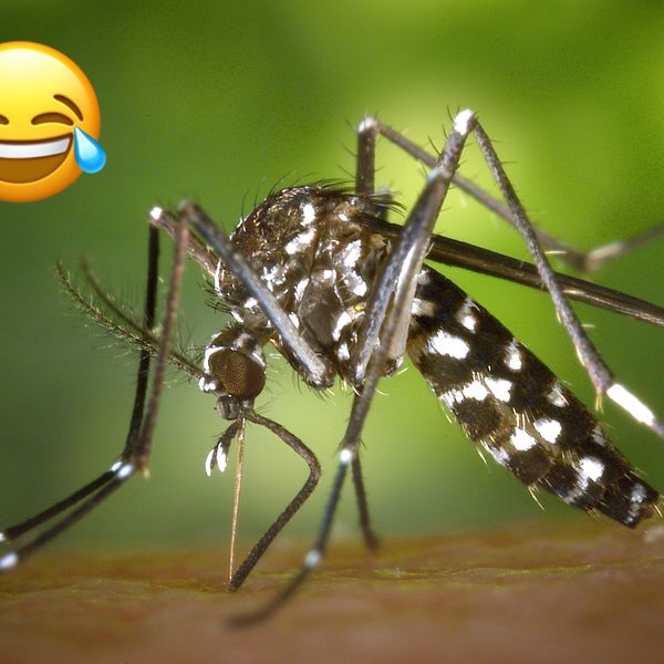 5x de grappigste TikToks over muggen 🦟