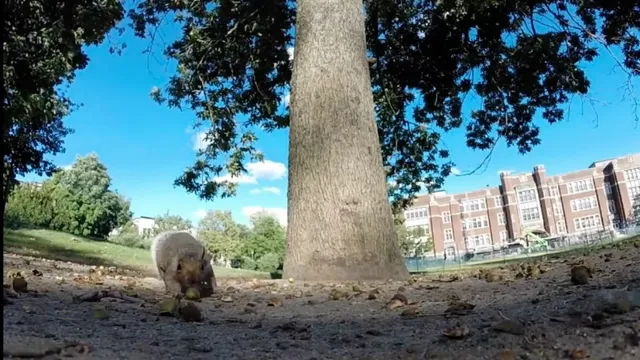 Uitgelichte afbeelding