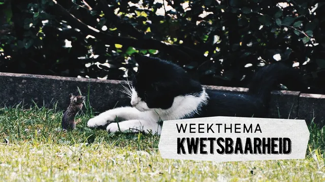 Uitgelichte afbeelding