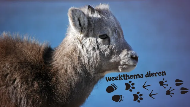 Uitgelichte afbeelding