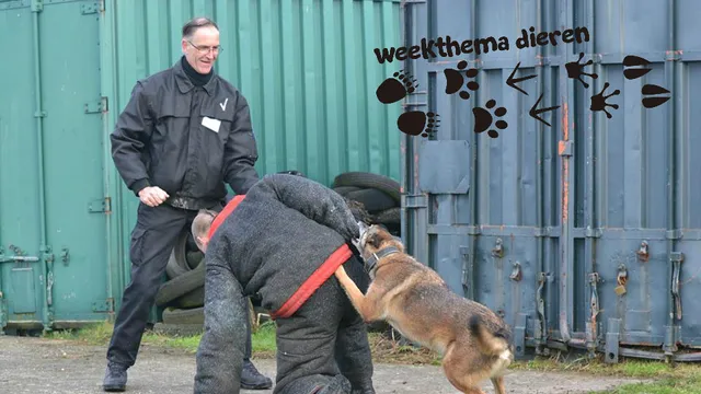 Uitgelichte afbeelding