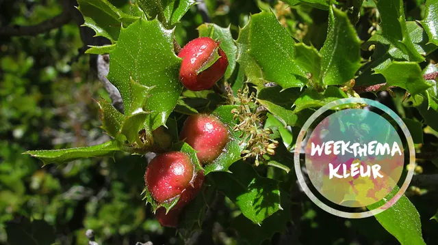 Uitgelichte afbeelding